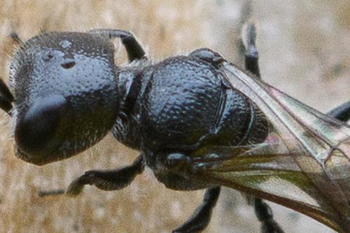 Pemphredon inornata