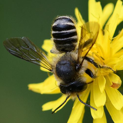 Réf. 263 444 : Megachile sp.