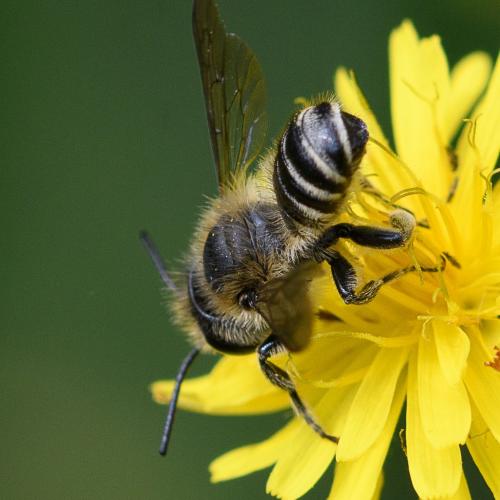 Réf. 263 446 : Megachile sp.
