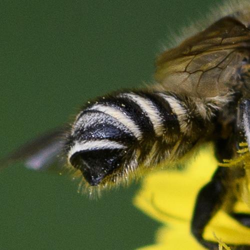 Réf. 263 445 : Megachile sp.