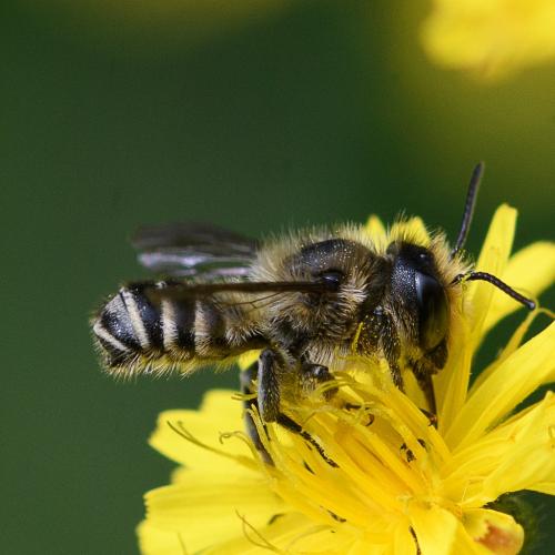 Réf. 263 443 : Megachile sp.