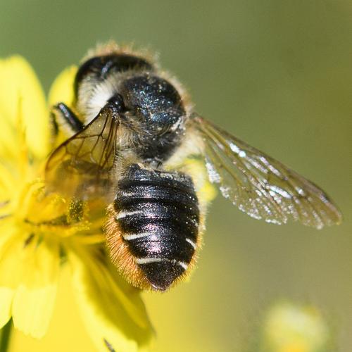 Réf. 263 590 : Megachile centuncularis