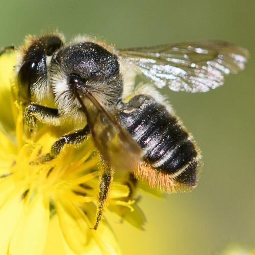 Réf. 263 591 : Megachile centuncularis