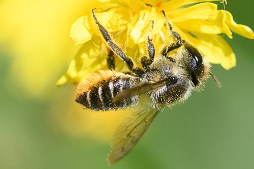 Réf. 263 592 : Megachile centuncularis