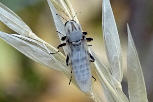 Réf. 263 327 : Sphaeromias pictus