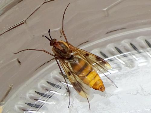 Keroplatus tipuloides