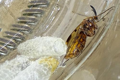 Keroplatus tipuloides