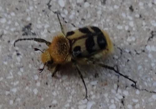 Trichius sexualis