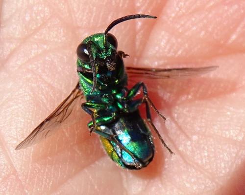 Chrysis chrysoprasina