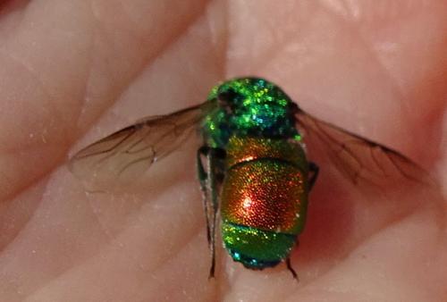 Chrysis chrysoprasina