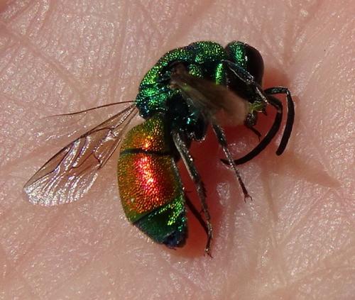 Chrysis chrysoprasina