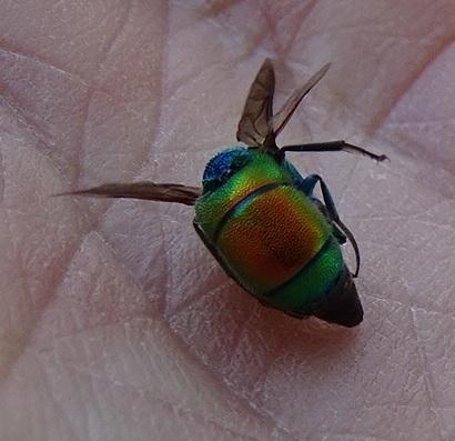 Chrysis chrysoprasina