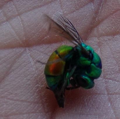 Chrysis chrysoprasina