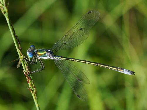Lestes dryas