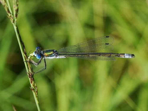 Lestes dryas