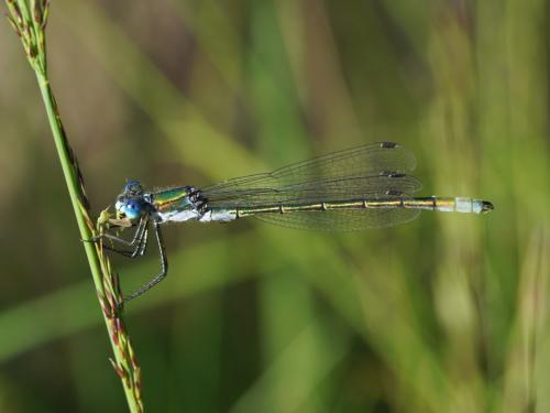 Lestes dryas