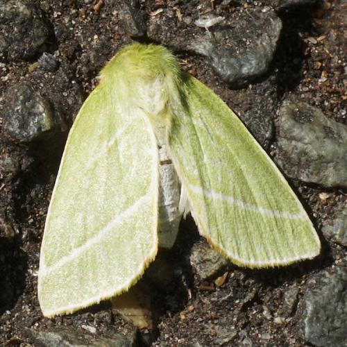 Réf. 263 638 : Pseudoips prasinana