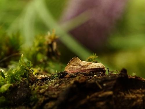 Réf. 263 460 : Cochylis roseana