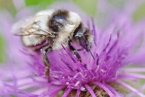 Bombus sp.