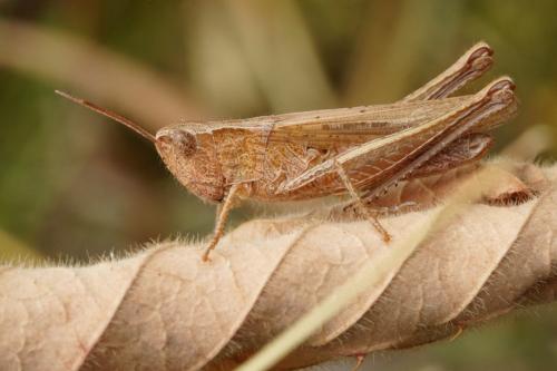 Réf. 263 910 : Chorthippus dorsatus dorsatus