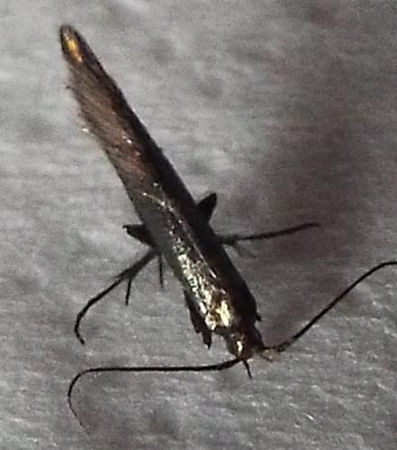 Réf. 263 560 : Coleophora sp.