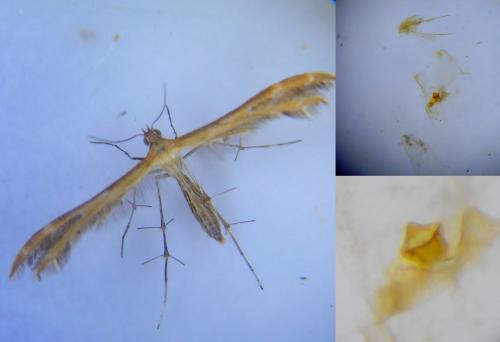 Réf. 263 147 : Crombrugghia laetus