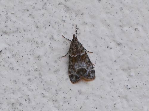 Eudonia mercurella