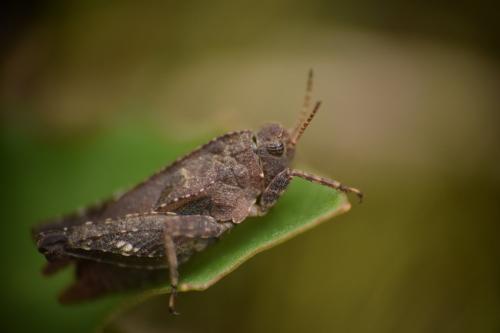 Réf. 263 122 : Tetrix sp.