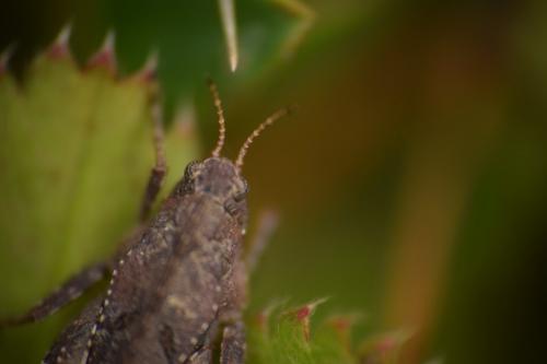 Tetrix sp.