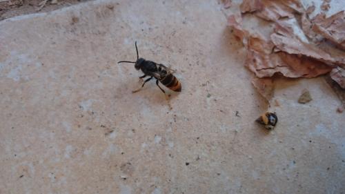 Vespa velutina