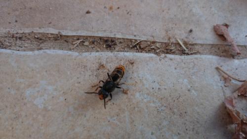 Vespa velutina