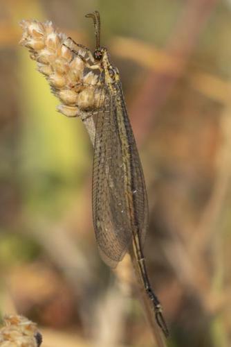 Réf. 263 663 : Macronemurus appendiculatus
