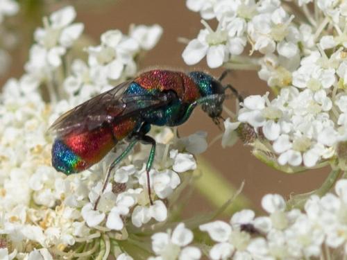 Chrysis chrysostigma