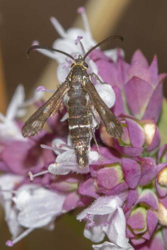 Réf. 263 726 : Chamaesphecia aerifrons