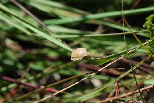 Réf. 263 431 : Eurygaster austriaca