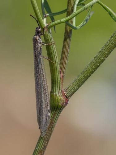 Réf. 263 664 : Creoleon lugdunensis