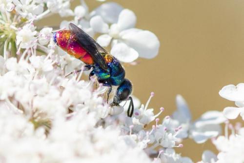 Chrysis scutellaris