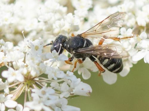 Réf. 263 688 : Cerceris specularis