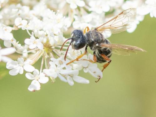 Réf. 263 720 : Cerceris specularis