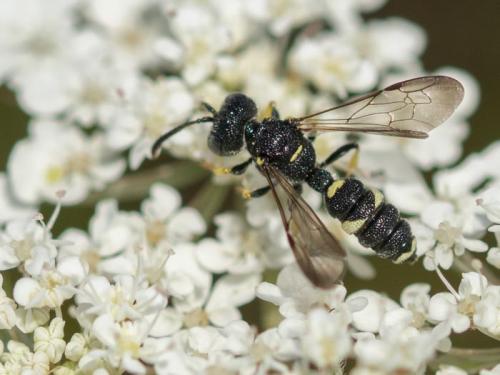 Cerceris rubida