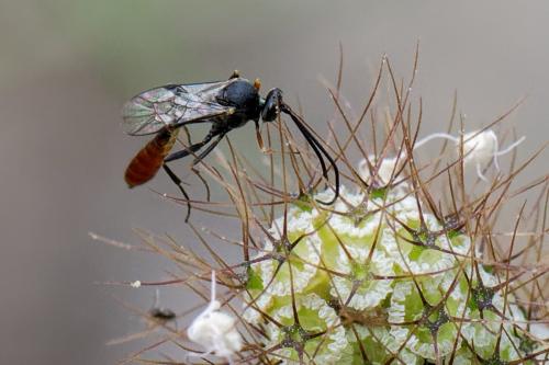 Réf. 263 072 : Campopleginae inconnu