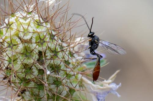 Réf. 263 071 : Campopleginae inconnu