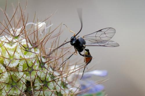 Réf. 263 073 : Campopleginae inconnu