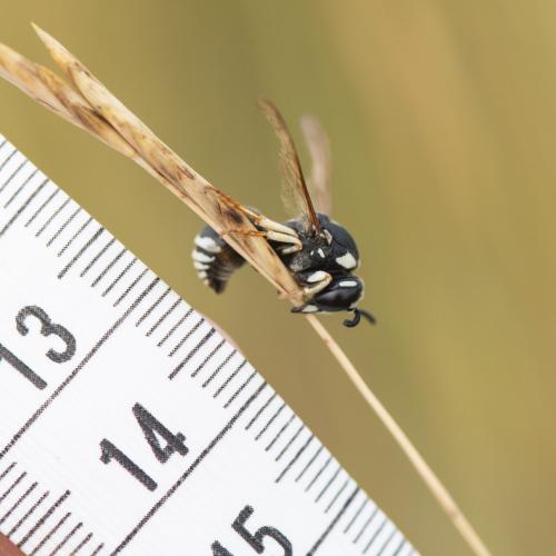 Cephalochilus labiatus hispanicus