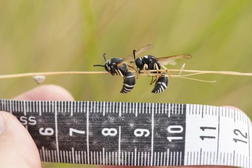 Réf. 263 109 : Cephalochilus labiatus hispanicus