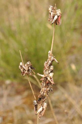 Calliptamus sp.