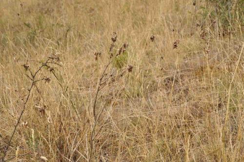 Calliptamus sp.