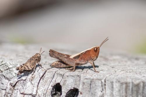 Locustinae