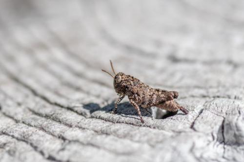 Réf. 263 114 : Locustinae inconnu