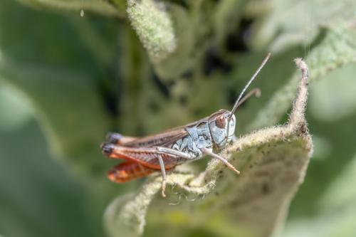 Stenobothrus grammicus